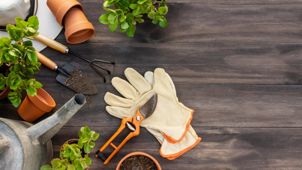 jardinagem para iniciantes
